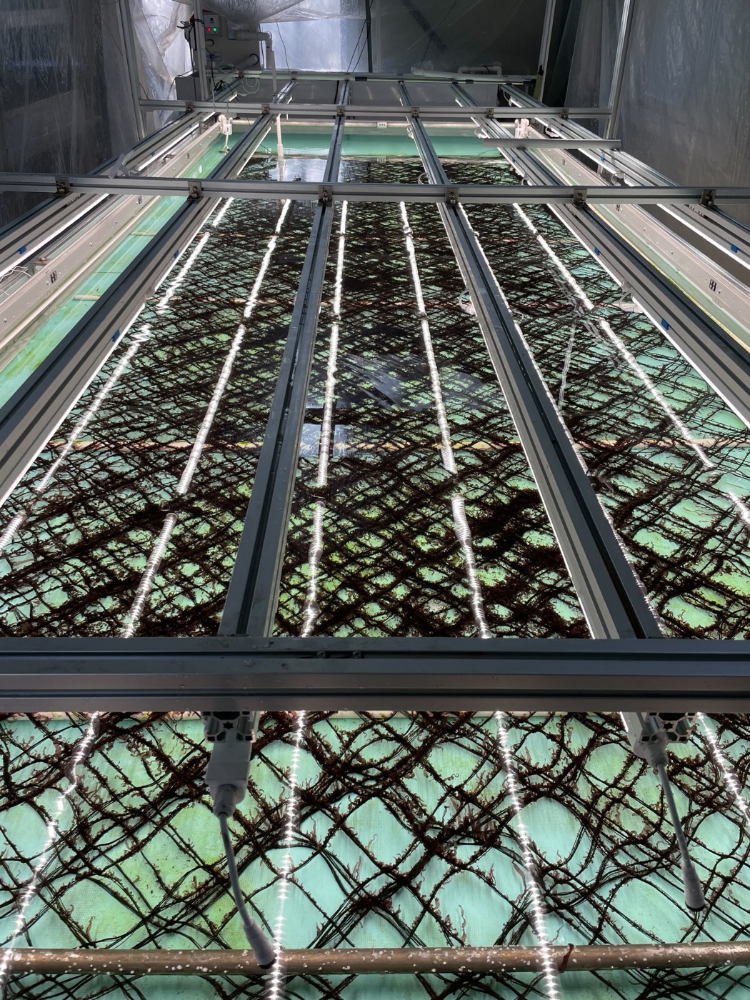 Looking down a tall indoor tank framed in metal, with nets of crossing ropes covered in young dark seaweed and lit by rows of white lights.